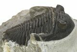 Hollardops Trilobite Fossil - Detailed Eye Preservation #275229-1